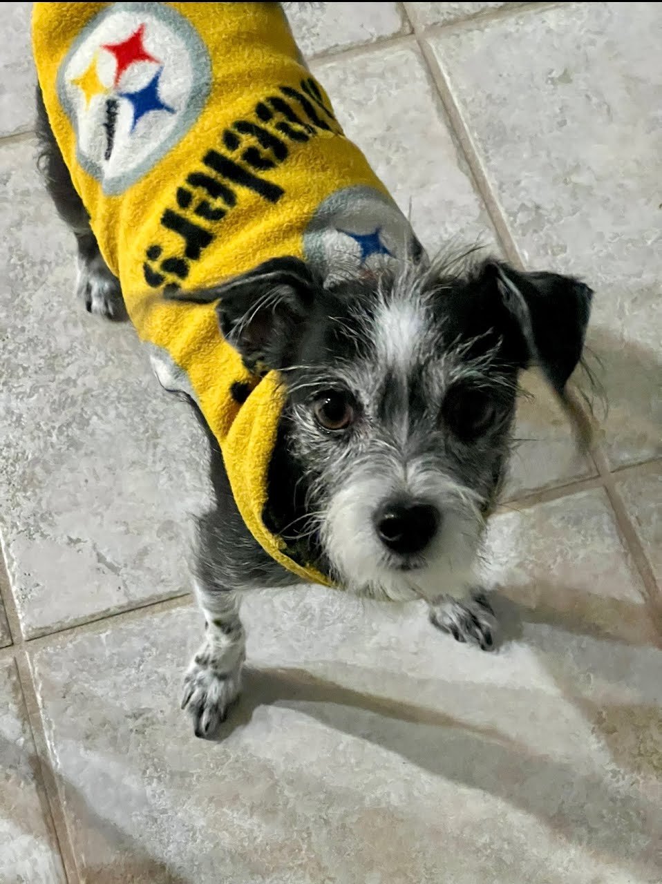 Dog in pirate costume